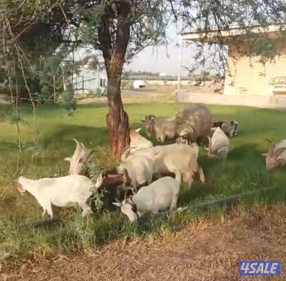 للبيع تيوس جيكي8