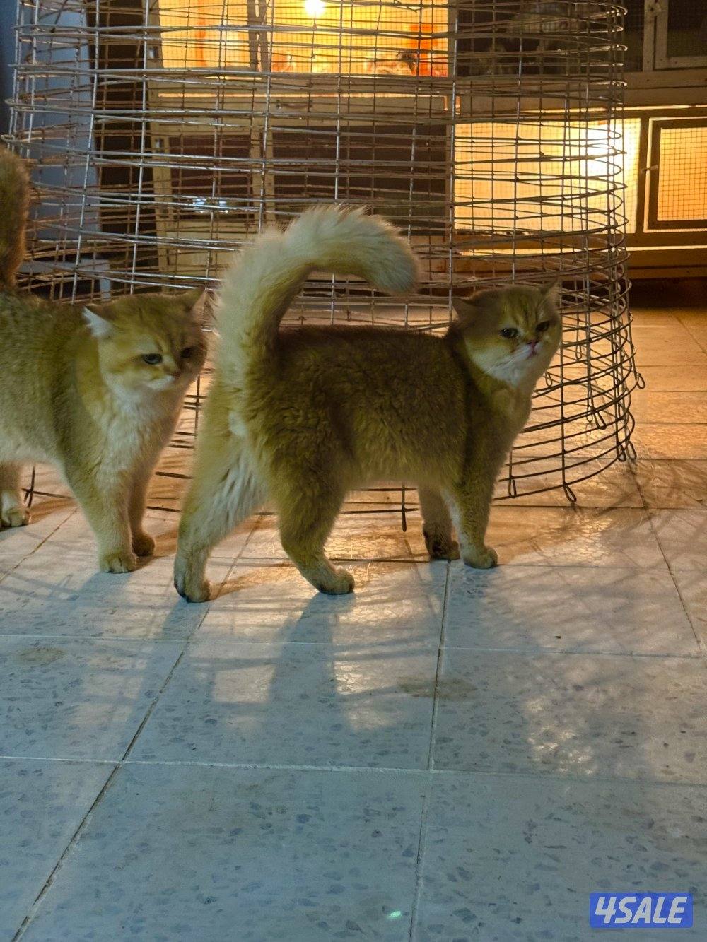 قطط برتش قولد 🔆 ذكريين0