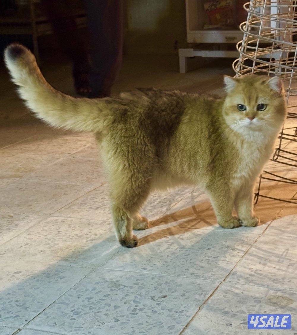 قطط برتش قولد 🔆 ذكريين1