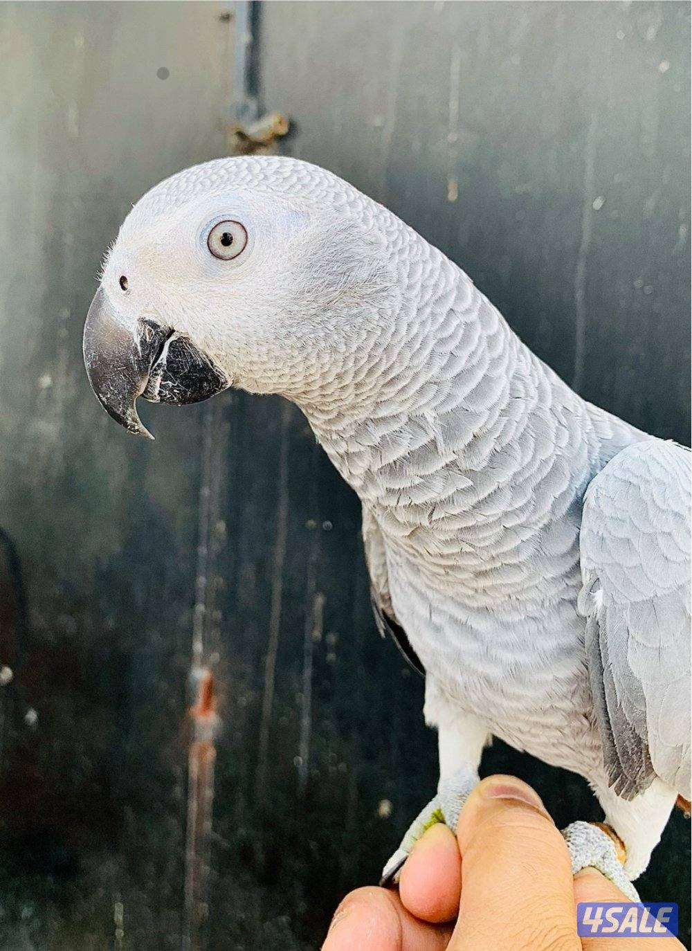 كاسكو فرخ انتاج الكويت 🇰🇼 فاتح ثلجي4