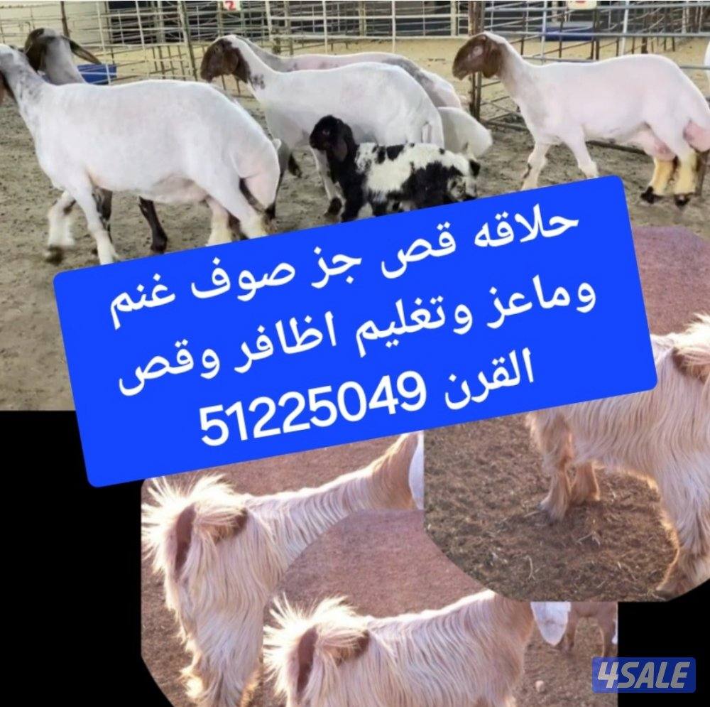 حلاقه قص صوف غنم وماعز وتقليم أظافر وقص القرن0