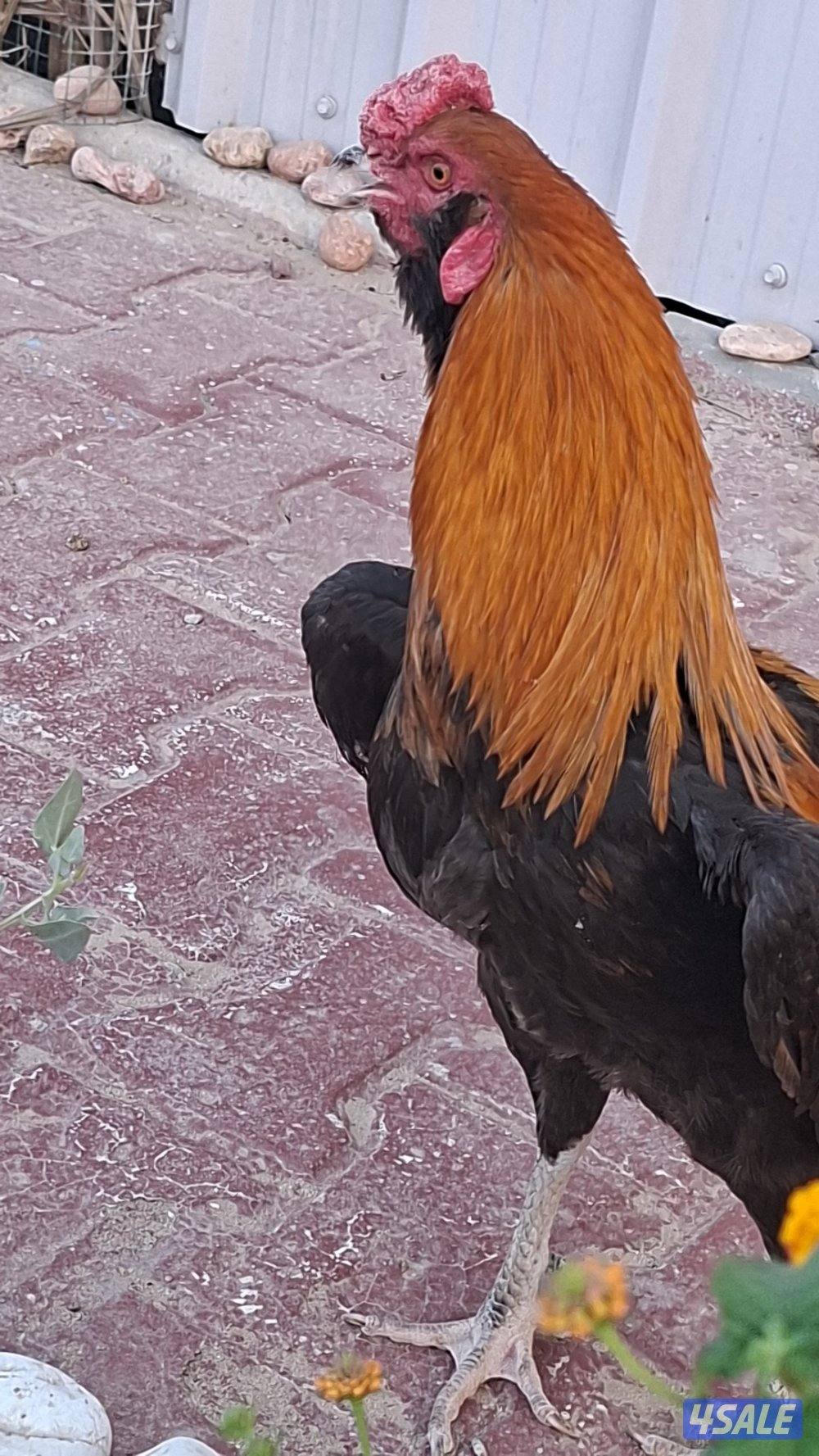 ديج تايلندي فاخر حجم دم صافي0