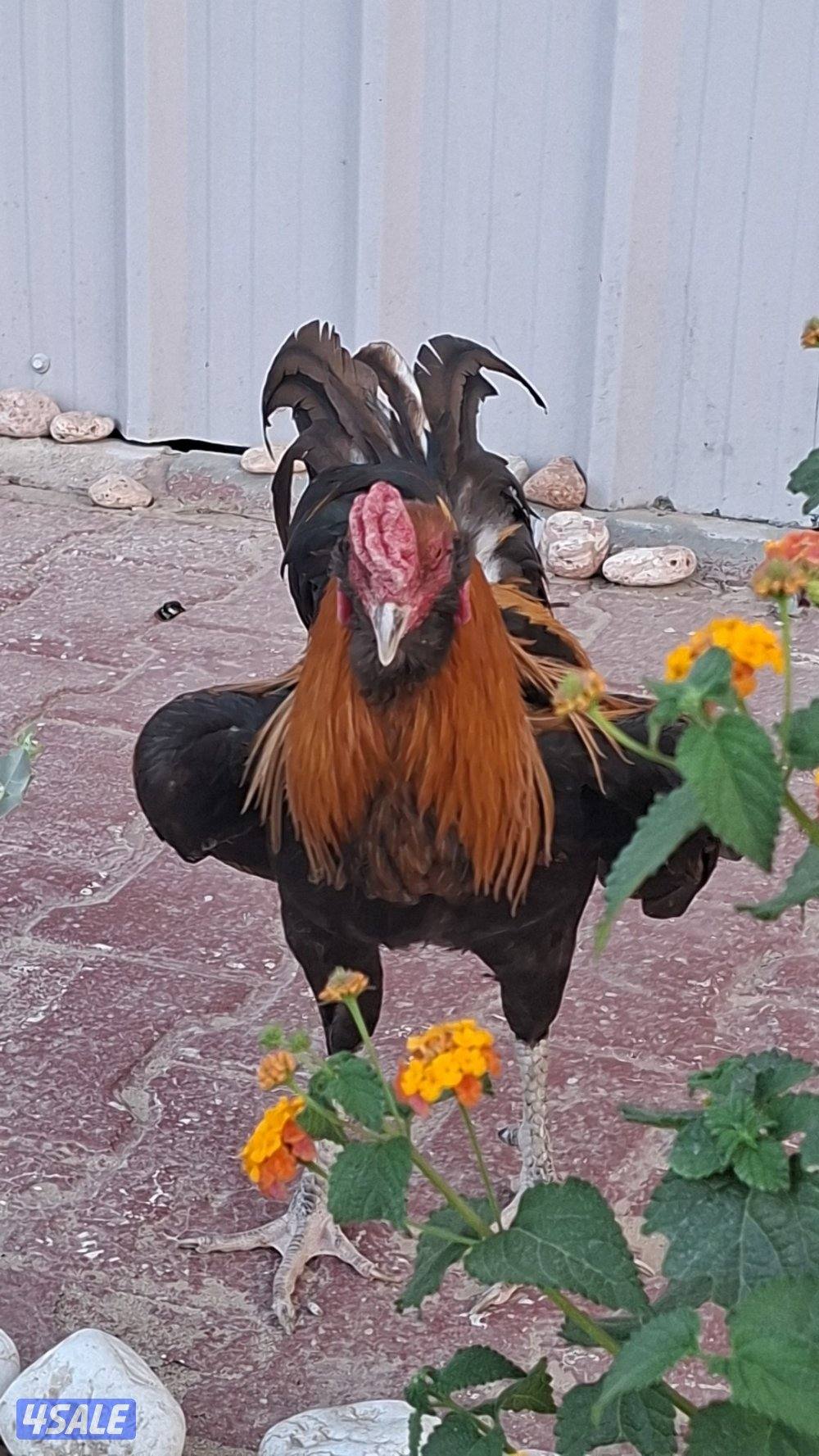 ديج تايلندي فاخر حجم دم صافي1