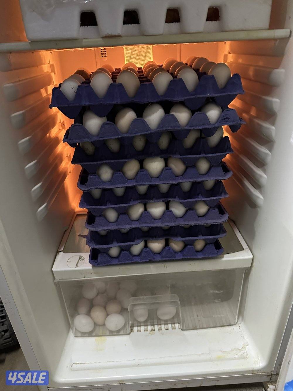 للبيع بيض دجاج عراقي الطبق على 3 ونص0