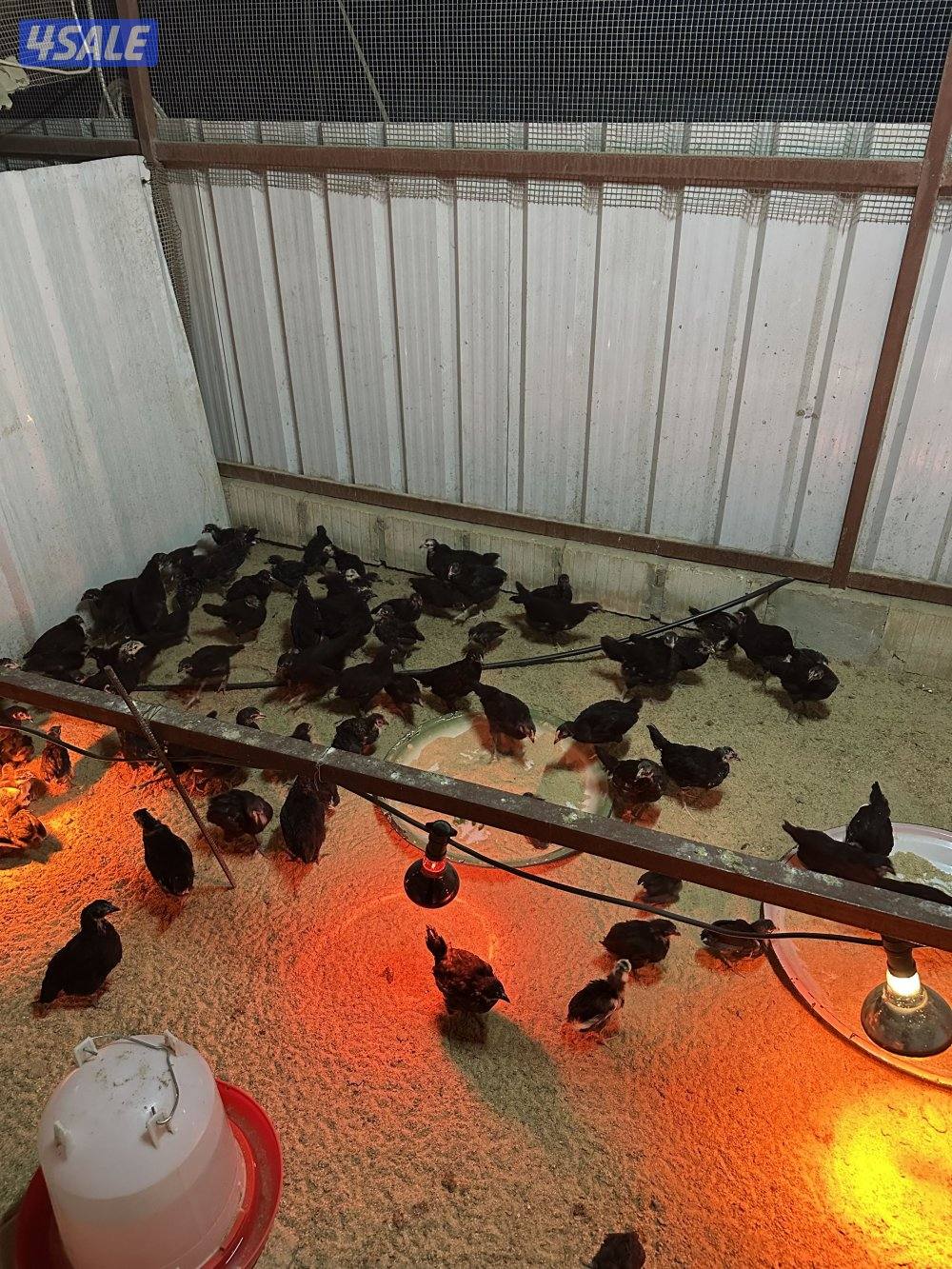 للبيع بيض دجاج عراقي الطبق على 3 ونص1