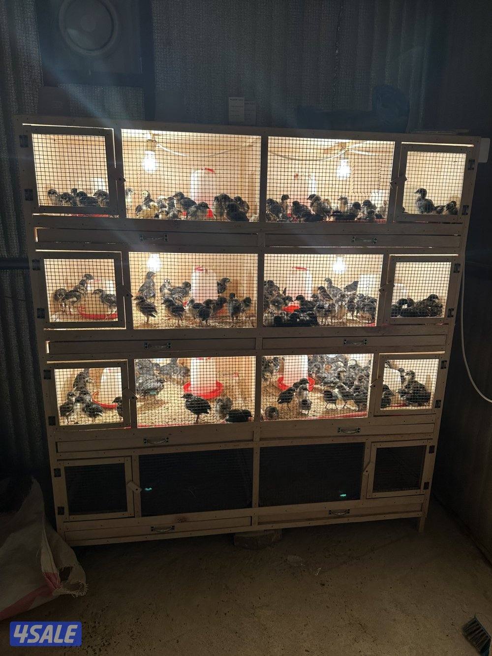 للبيع بيض دجاج عراقي الطبق على 3 ونص2