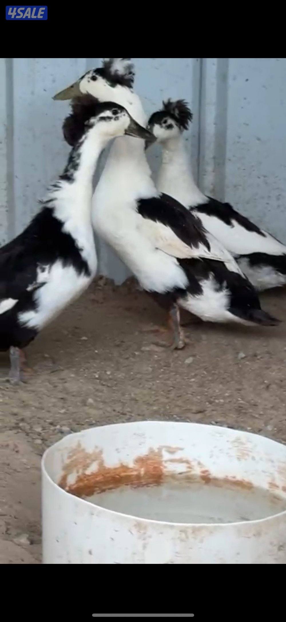 بط اسباني بياضين0