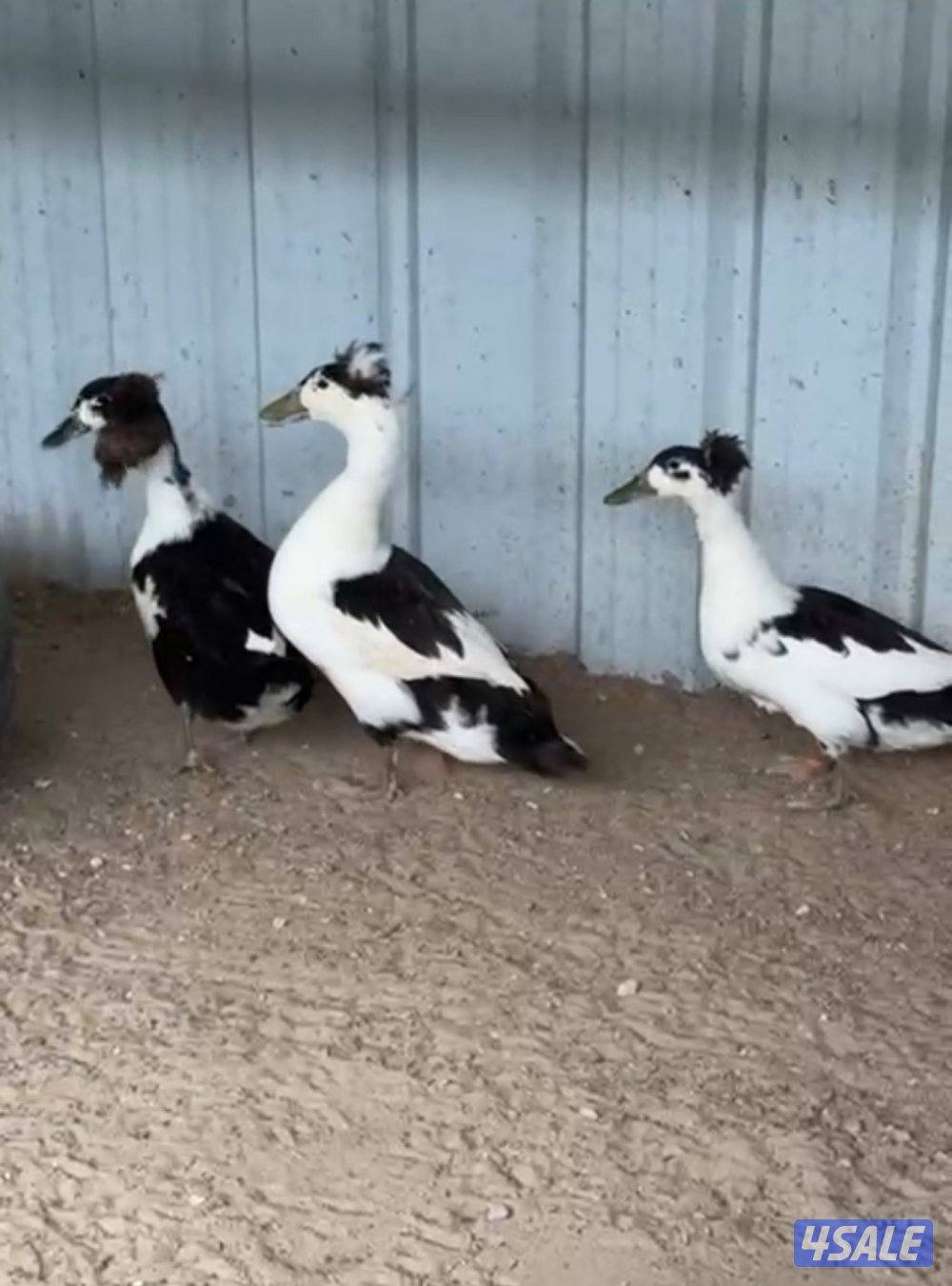 بط اسباني بياضين1