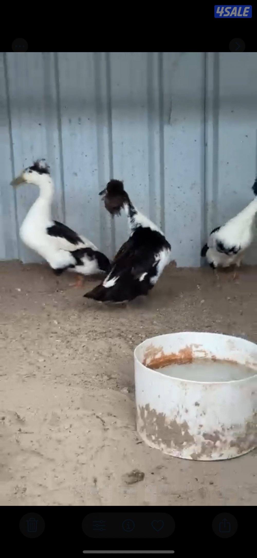 بط اسباني بياضين2