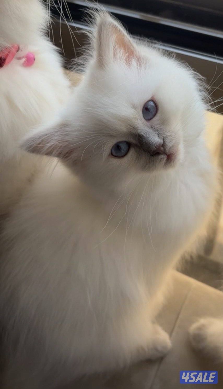 Pergen Ragdoll Ragdoll Persian, No:20787122