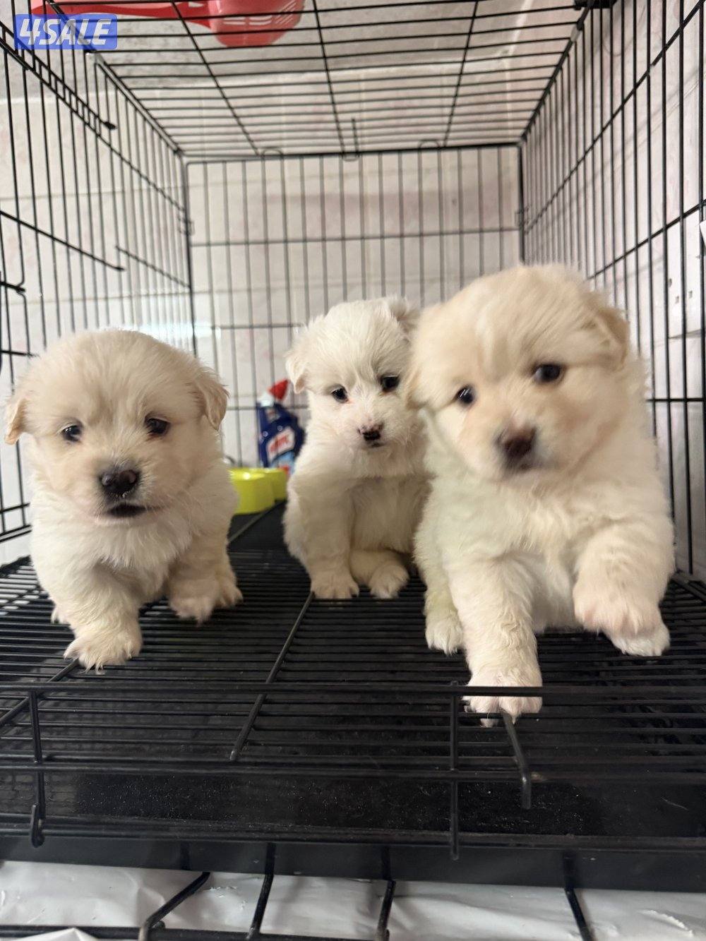 Maltish dog for sale، رقم:20906779