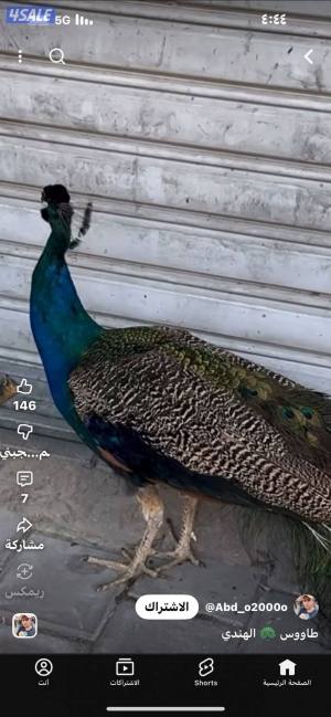 listing img