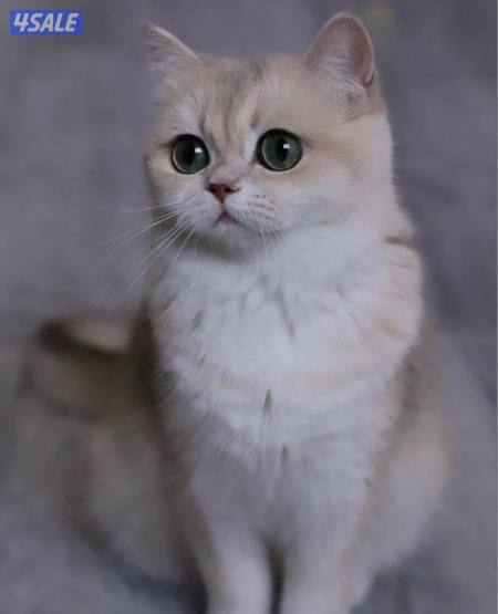 British Shorthair Most Costly Cat Exotic Shorthair Cat Breed